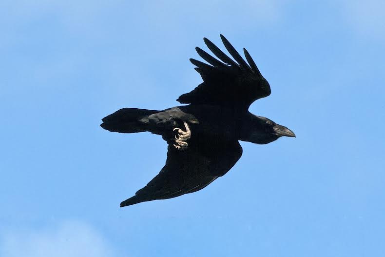 Common Raven flying in blue sky. Photograph by Cliff Otto